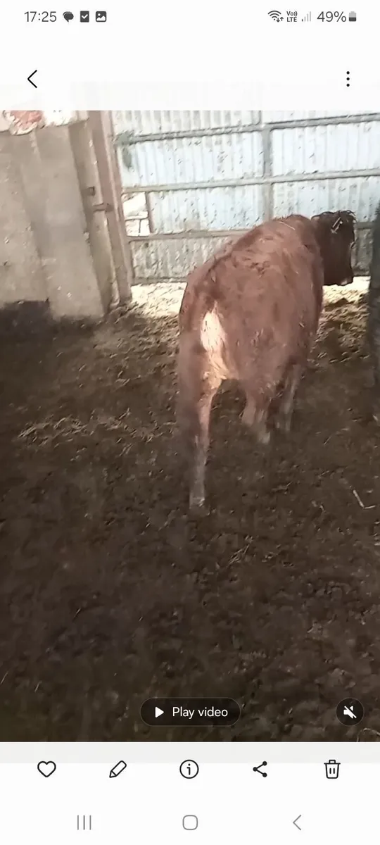 Dexter Heifer - Image 1