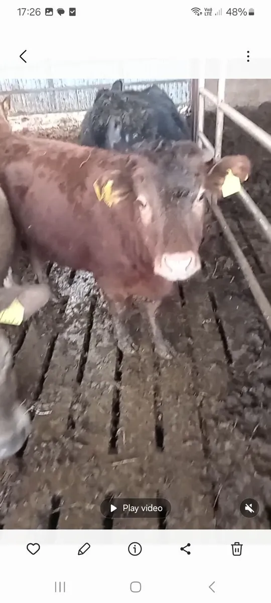 Dexter Heifer - Image 2