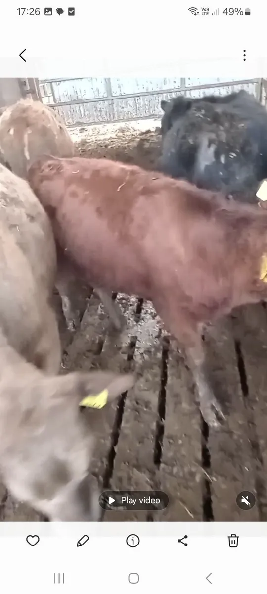 Dexter Heifer - Image 3