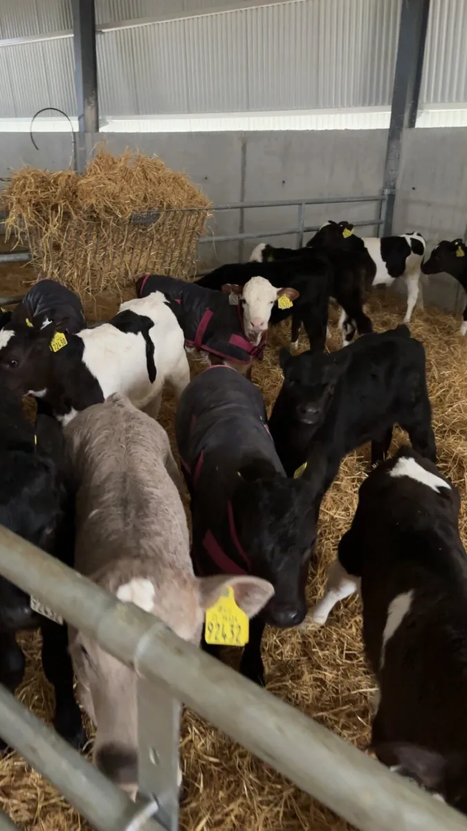 Homebred calves for sale - Image 1