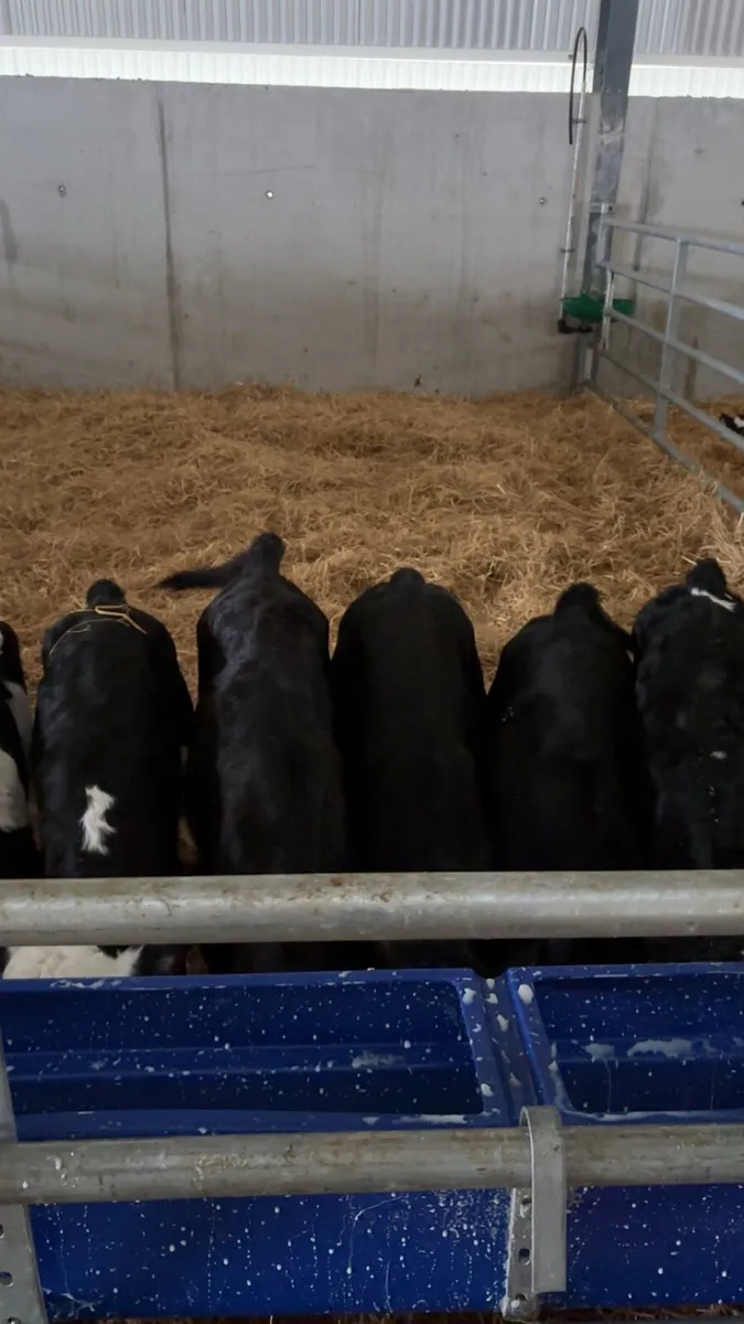 Homebred calves for sale - Image 2