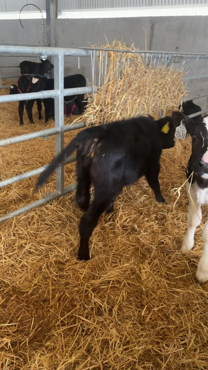 Homebred calves for sale - Image 3