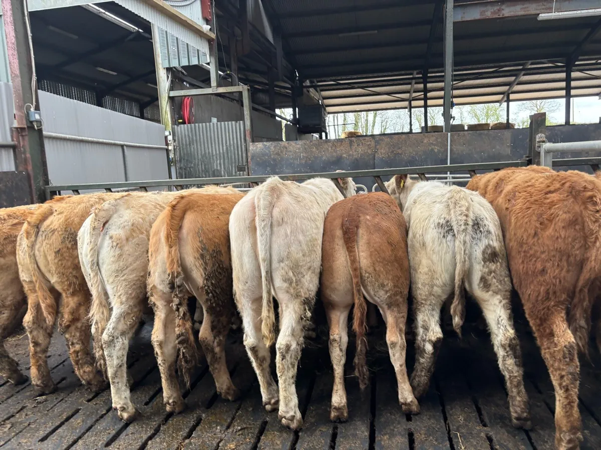 12 super 430 kg u grade heifers - Image 1