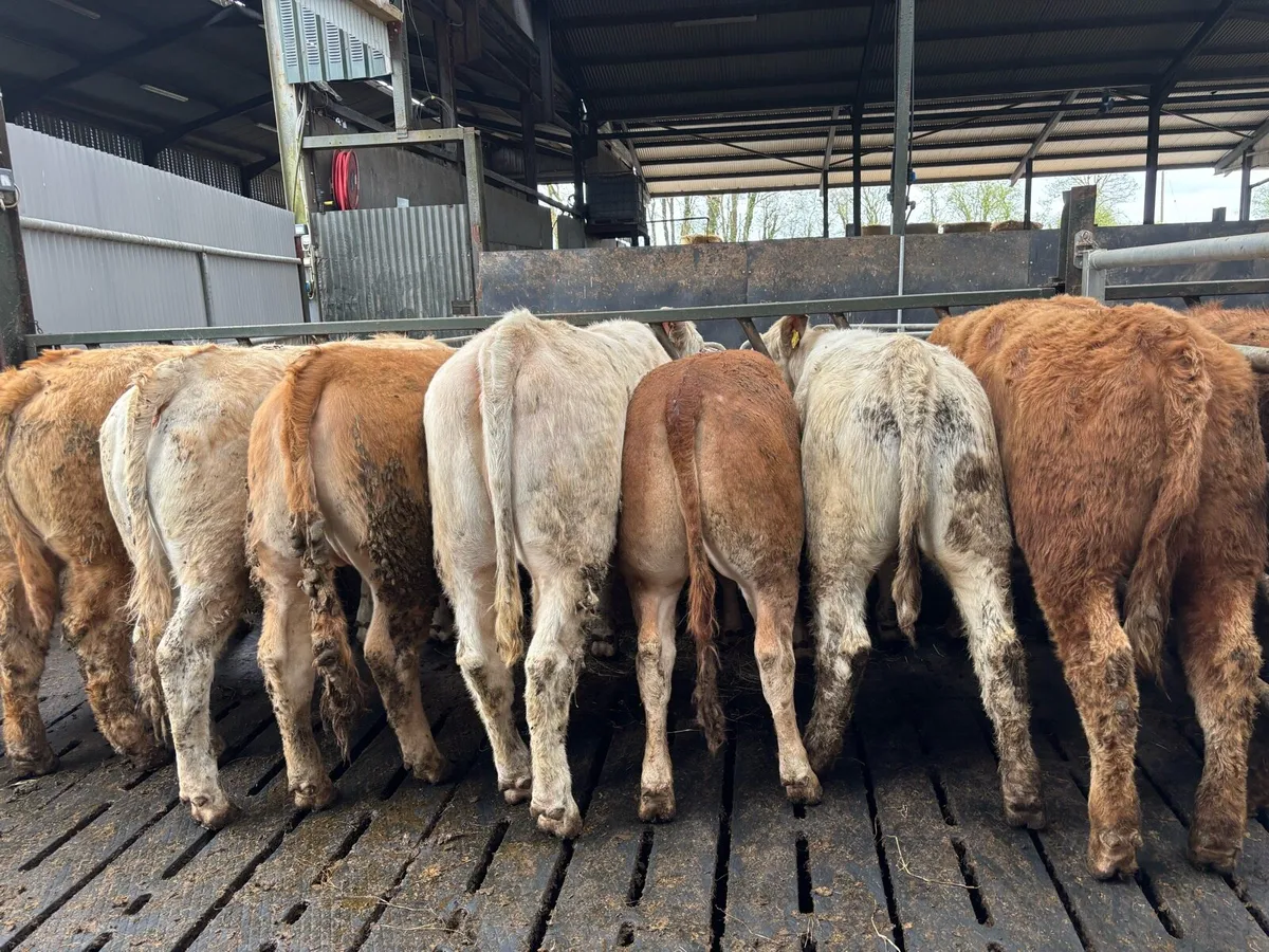 12 super 430 kg u grade heifers - Image 2