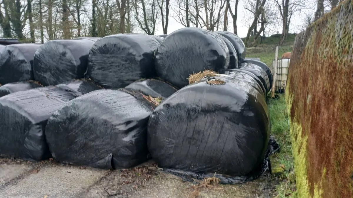 Round Bales 1st Cut - Image 3