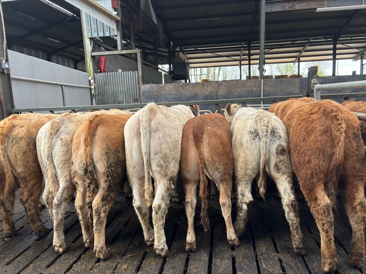 12 super 430 kg u grade heifers - Image 3