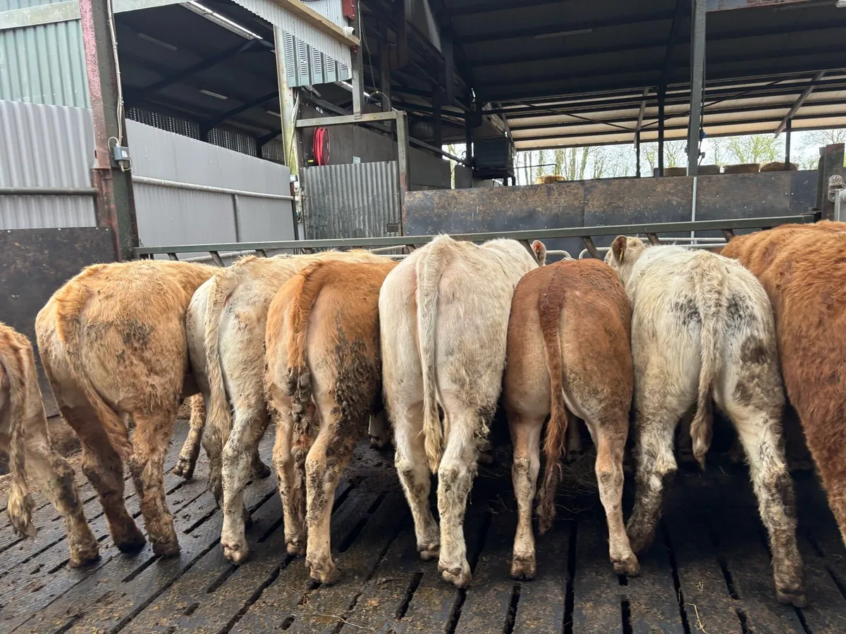 12 super 430 kg u grade heifers - Image 4