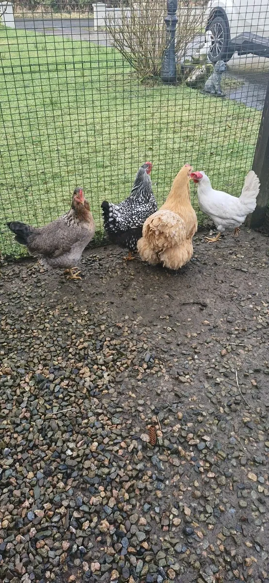 Hens - Image 1