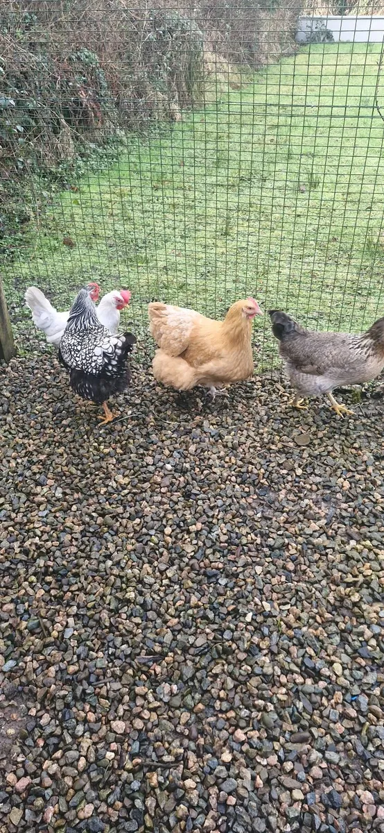 Hens - Image 2