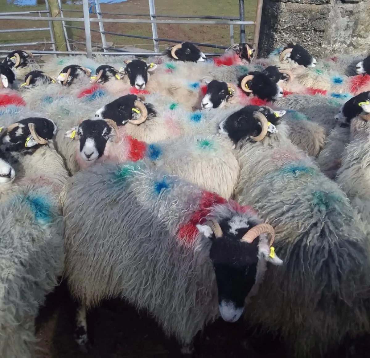 SWALDALE SHEEP STOLEN BIG REWARD