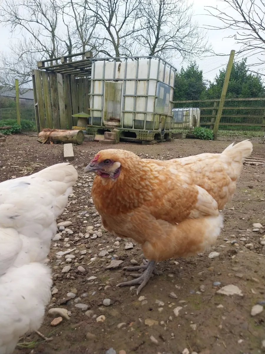 3 bantam hens - Image 1