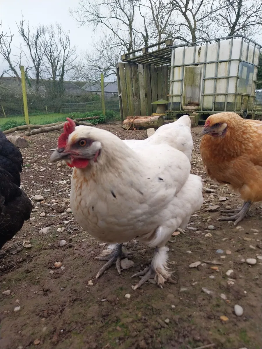 3 bantam hens - Image 2