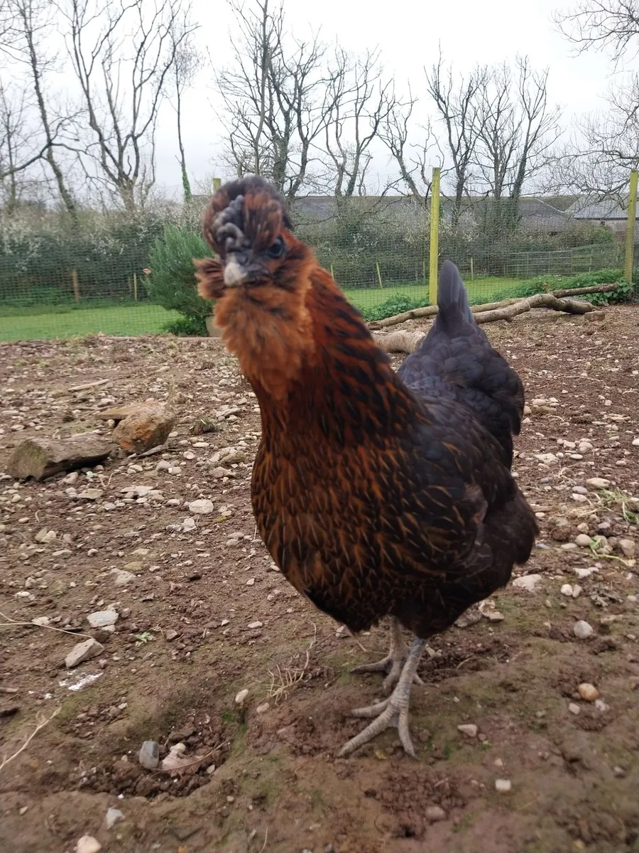 3 bantam hens - Image 3