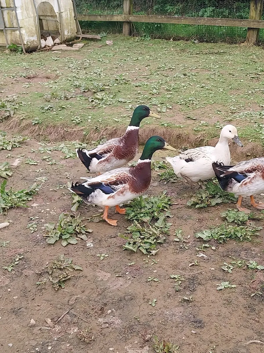 2 appleyard drakes - Image 1