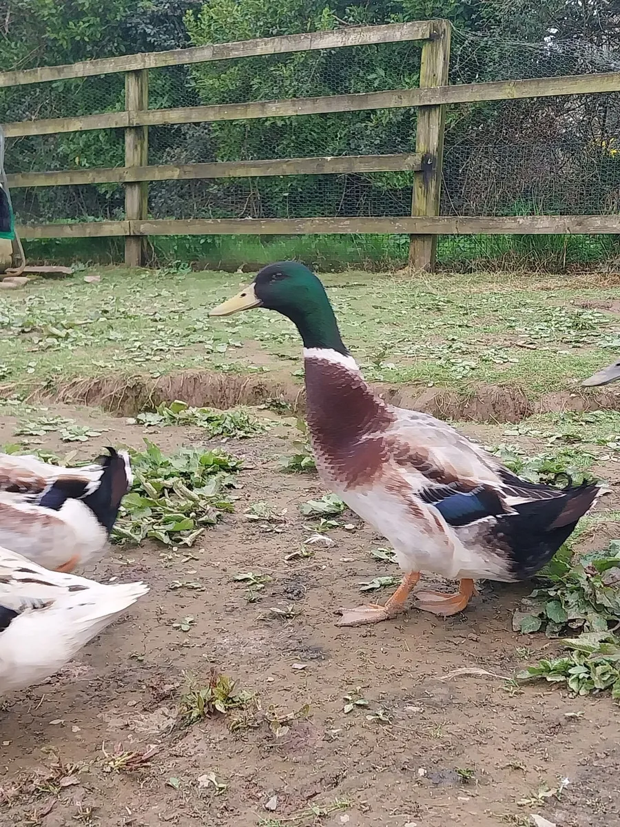 2 appleyard drakes - Image 2