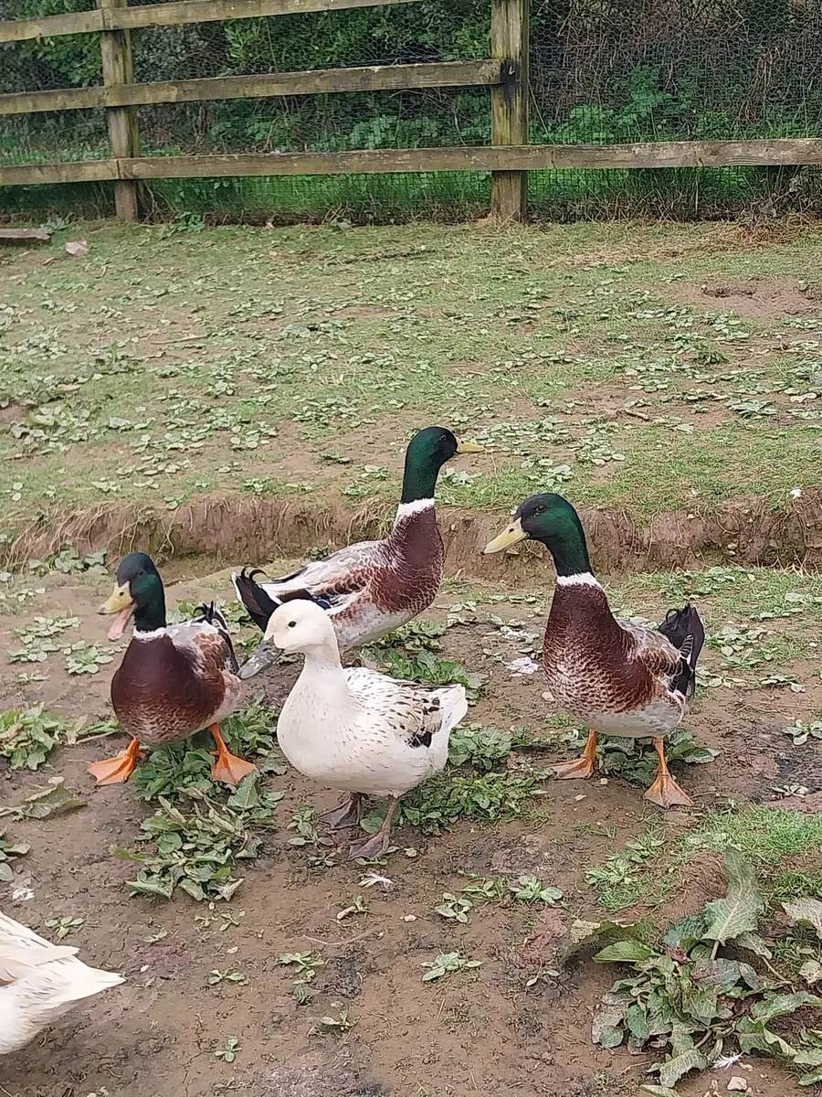 2 appleyard drakes - Image 3