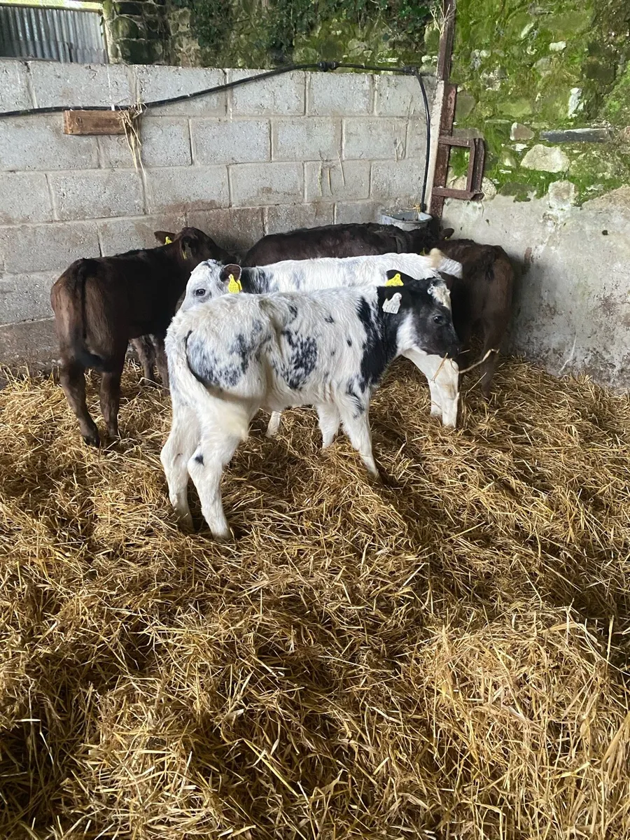 ⭐️Smashing bundle of cow makers⭐️ - Image 1