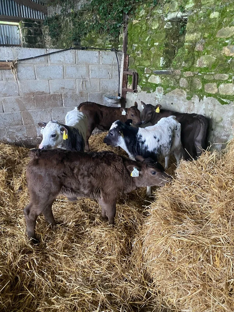 ⭐️Smashing bundle of cow makers⭐️ - Image 2