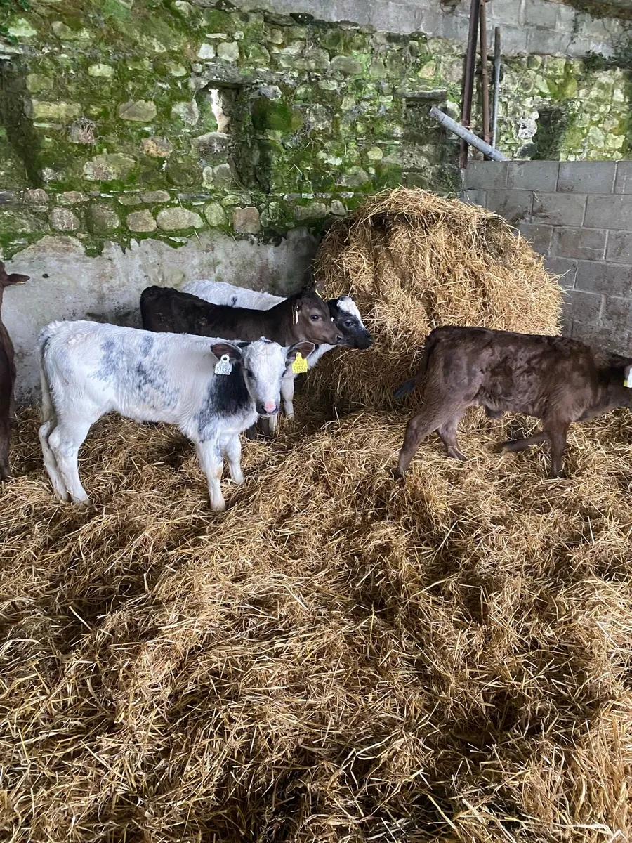 ⭐️Smashing bundle of cow makers⭐️ - Image 3