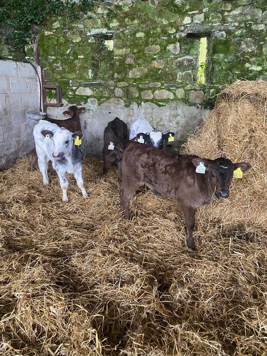 ⭐️Smashing bundle of cow makers⭐️ - Image 4