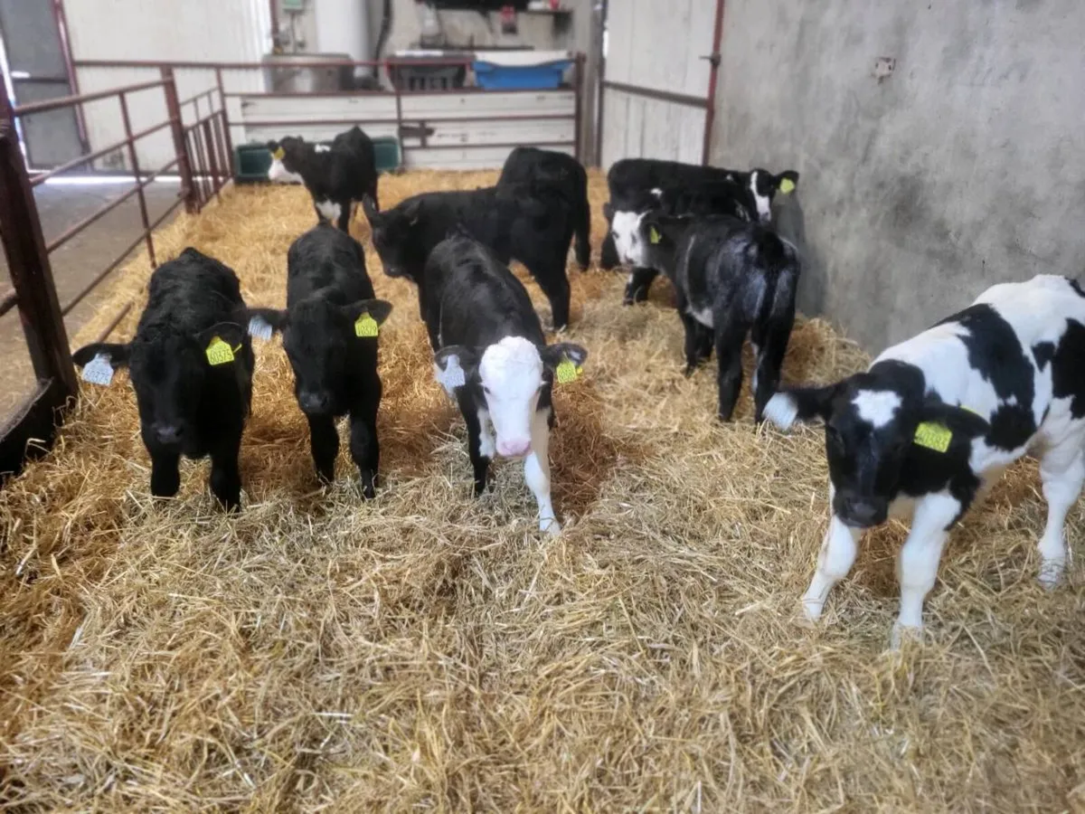 HE, AA & BB Calves - Image 1