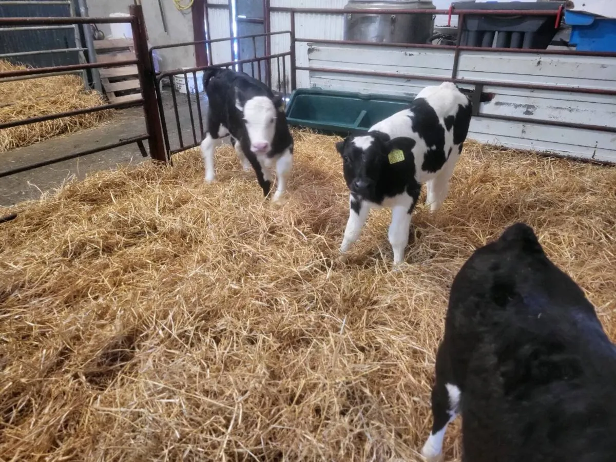 HE, AA & BB Calves - Image 2