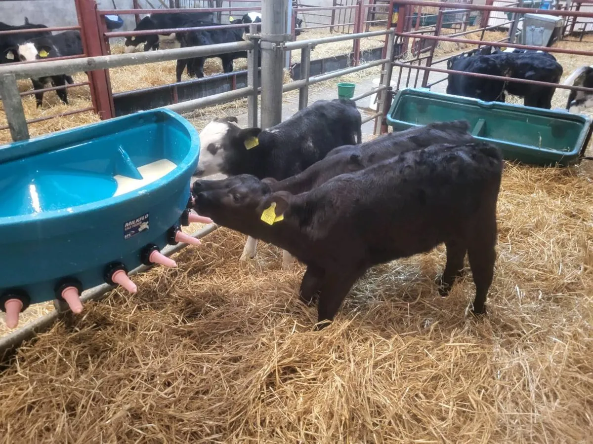 HE, AA & BB Calves - Image 3