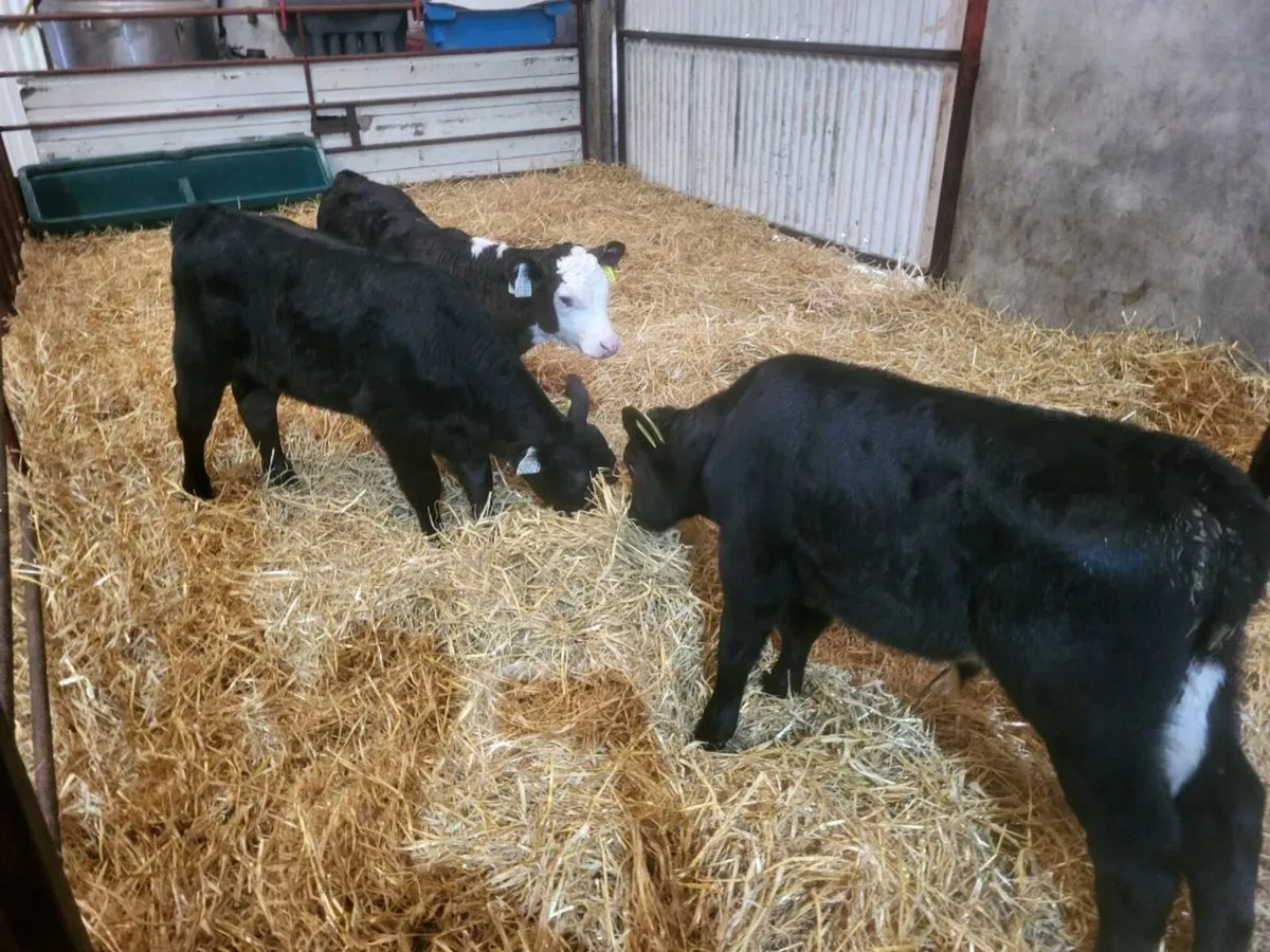 HE, AA & BB Calves - Image 4