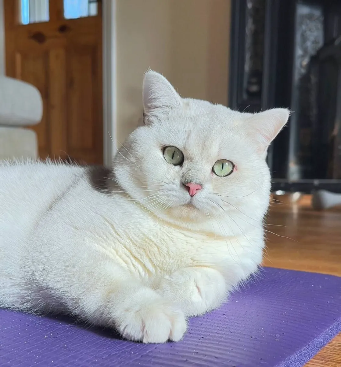 Pedigree BSH Champion - Image 1