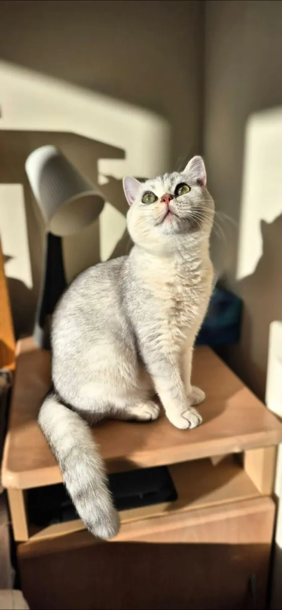 British Shorthair Silver kitten - Image 2