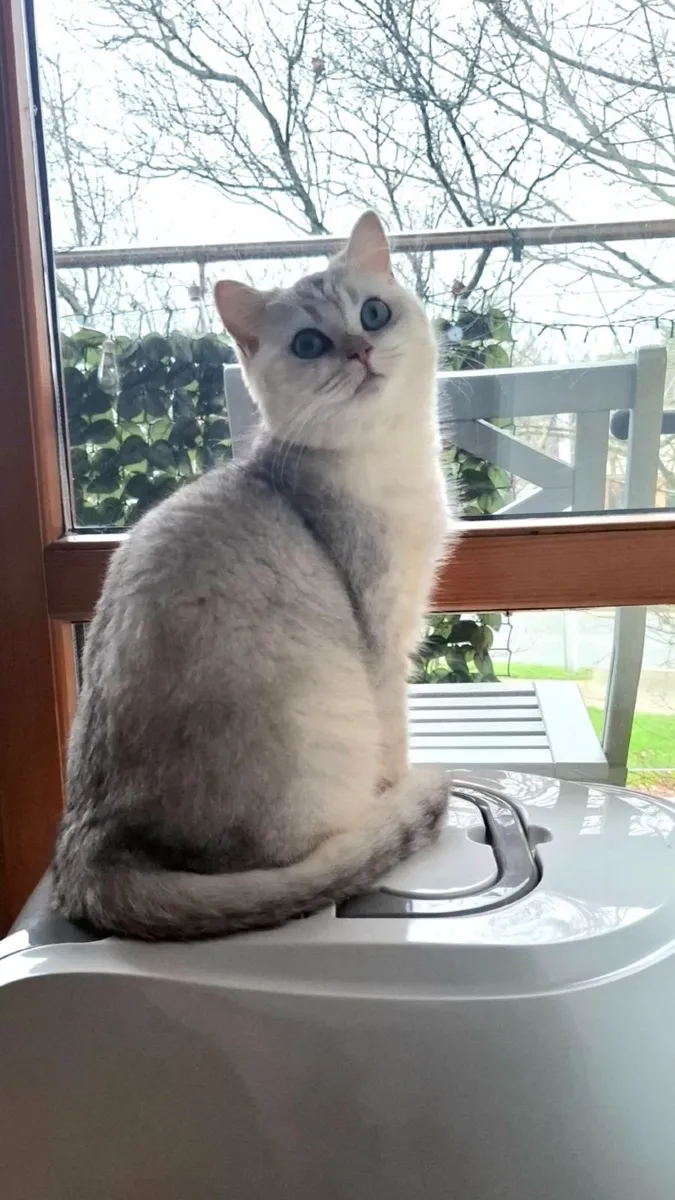 British Shorthair Silver kitten - Image 1