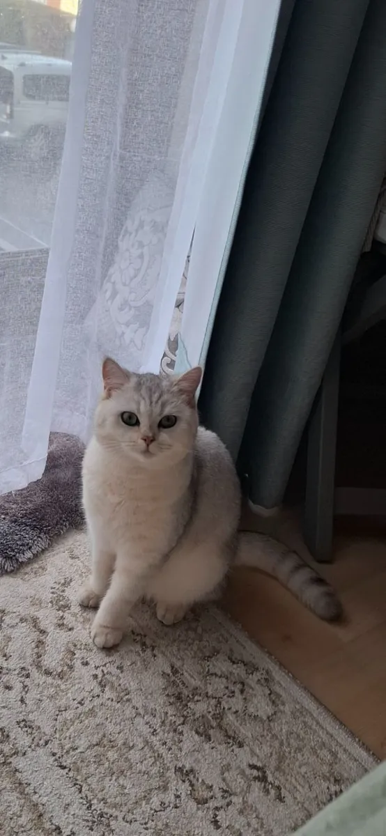 British Shorthair Silver kitten - Image 3