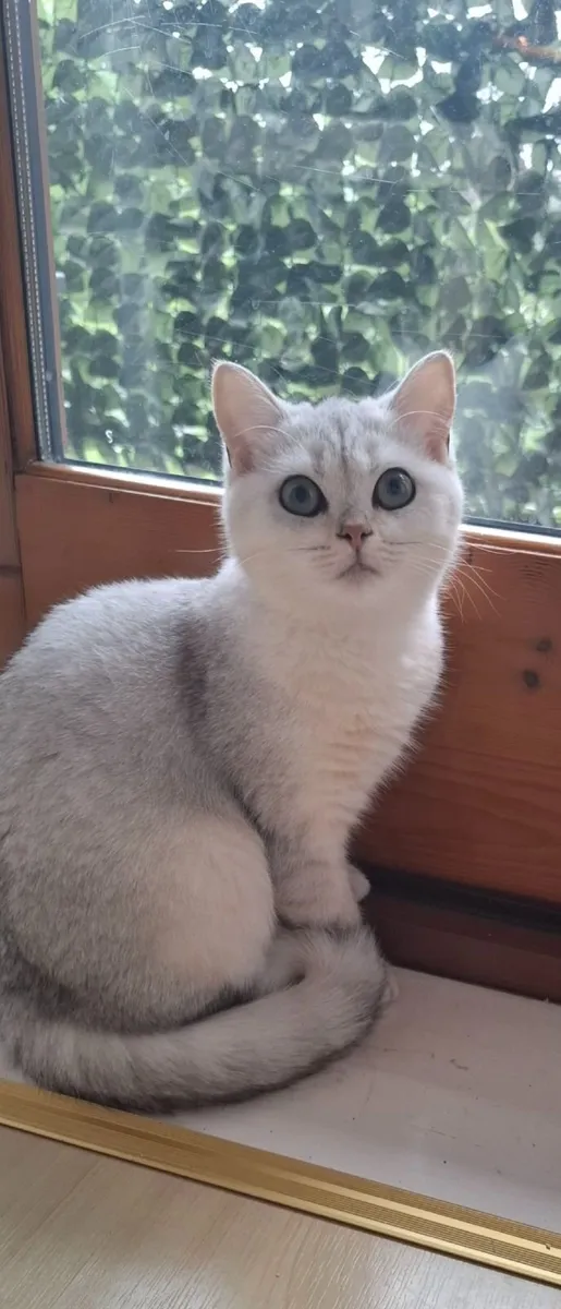 British Shorthair Silver kitten - Image 4