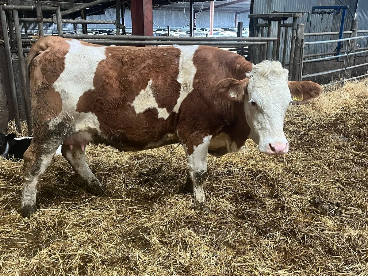 Suckler cow - Image 1