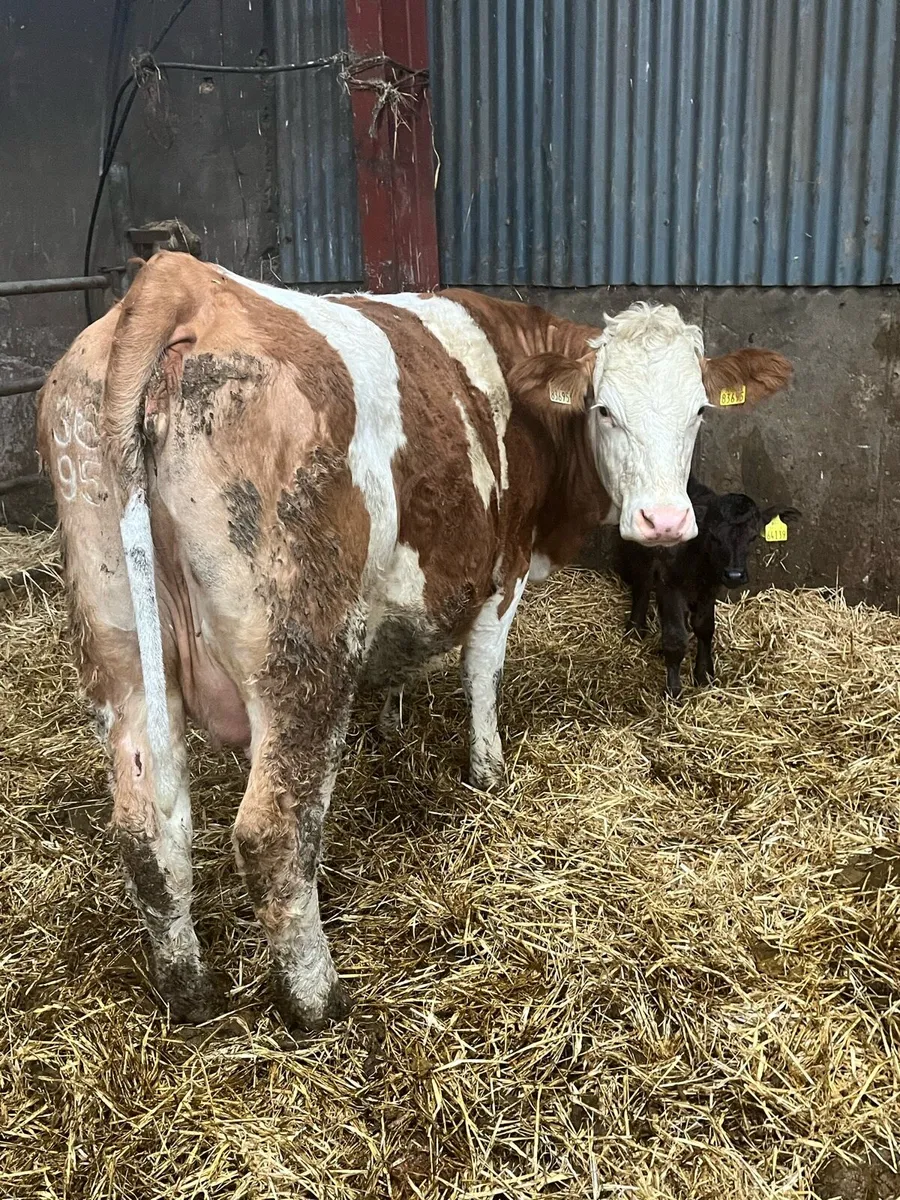 Suckler cow - Image 2