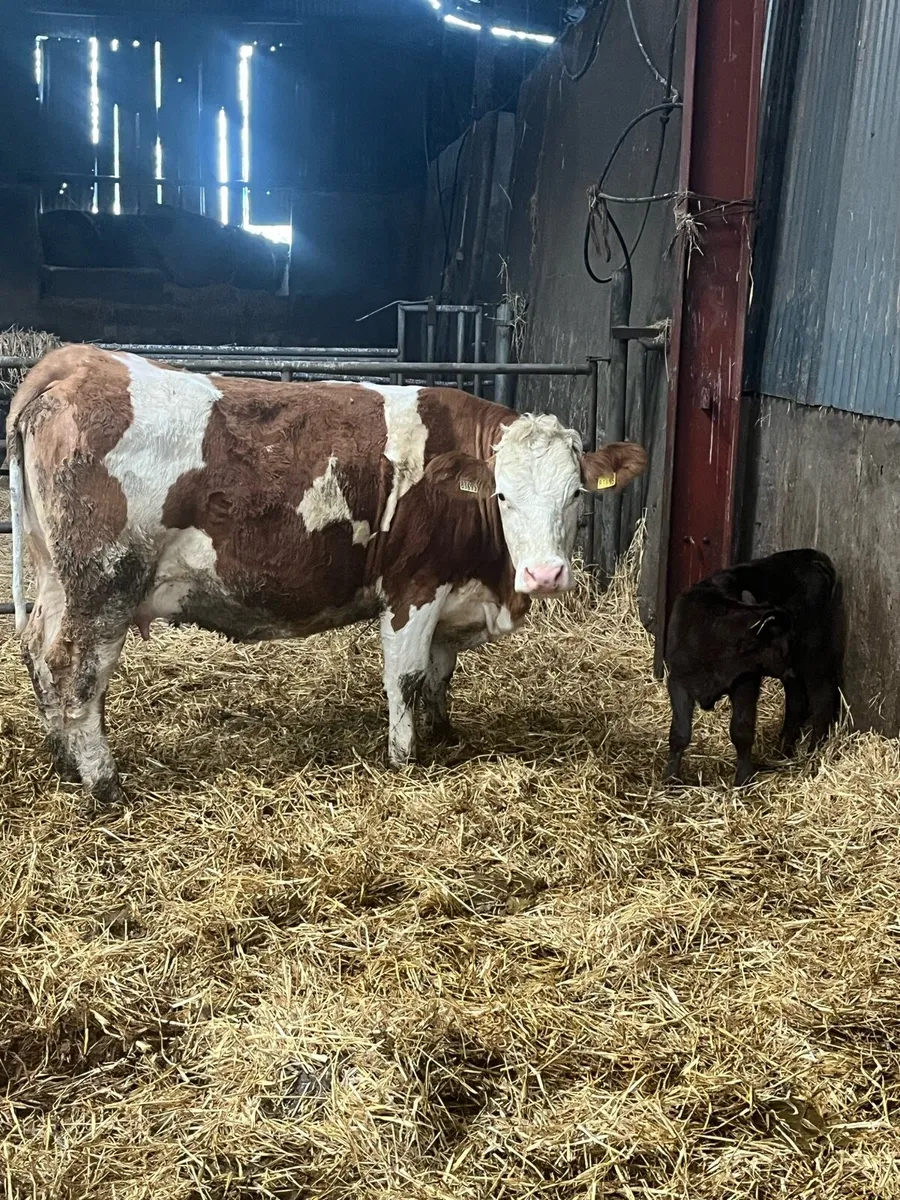 Suckler cow - Image 3