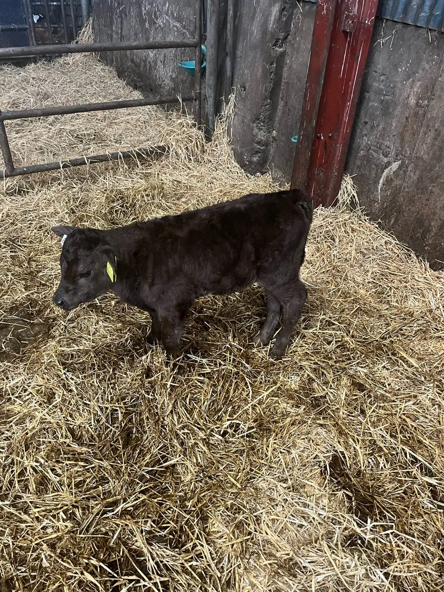 Suckler cow - Image 4