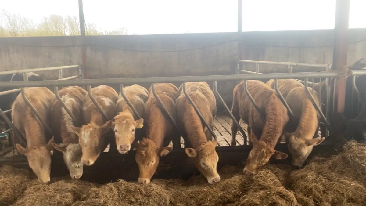 Homebred charlaois heifers Ennis mart Tuesday 7th - Image 1