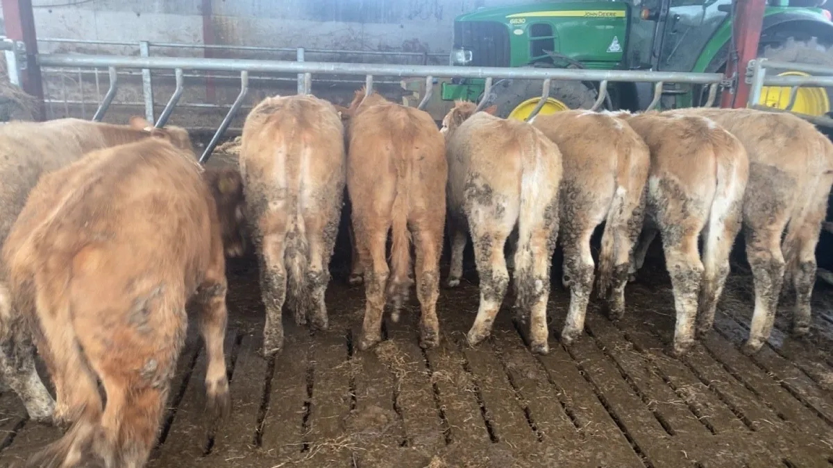 Homebred charlaois heifers Ennis mart Tuesday 7th - Image 2