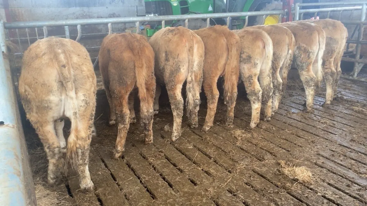 Homebred charlaois heifers Ennis mart Tuesday 7th - Image 3