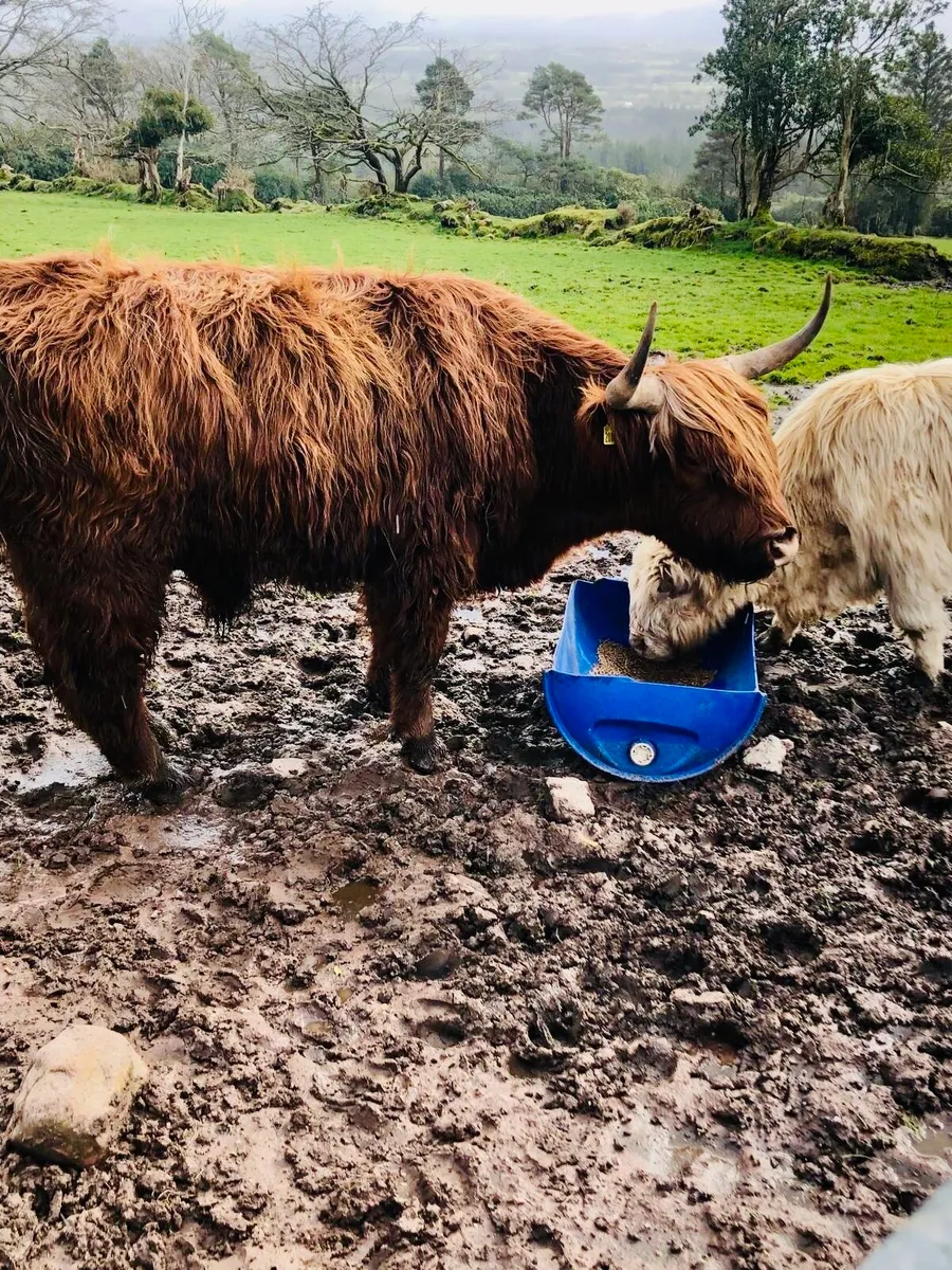 Highland stockbull and bullock - Image 2