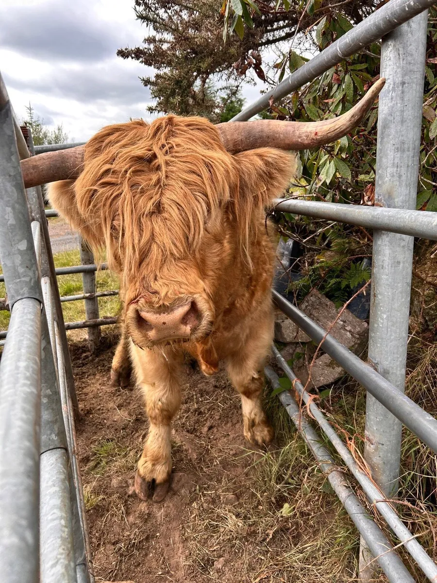 Highland stockbull and bullock - Image 3