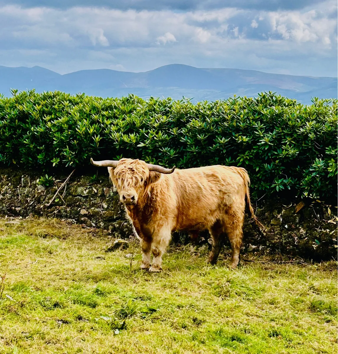 Highland stockbull and bullock - Image 1