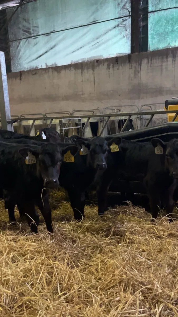 Angus calves males/females - Image 1