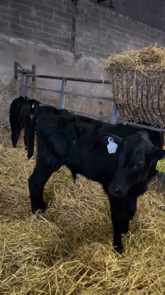 Angus calves males/females - Image 2