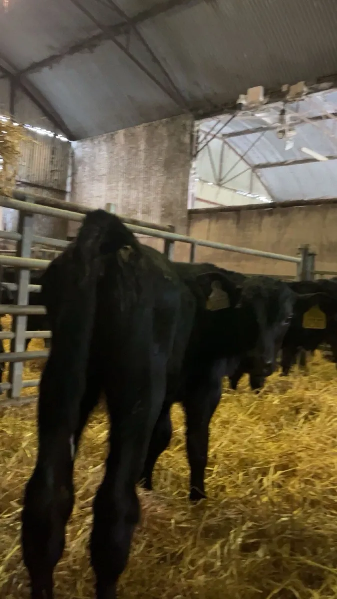 Angus calves males/females - Image 3