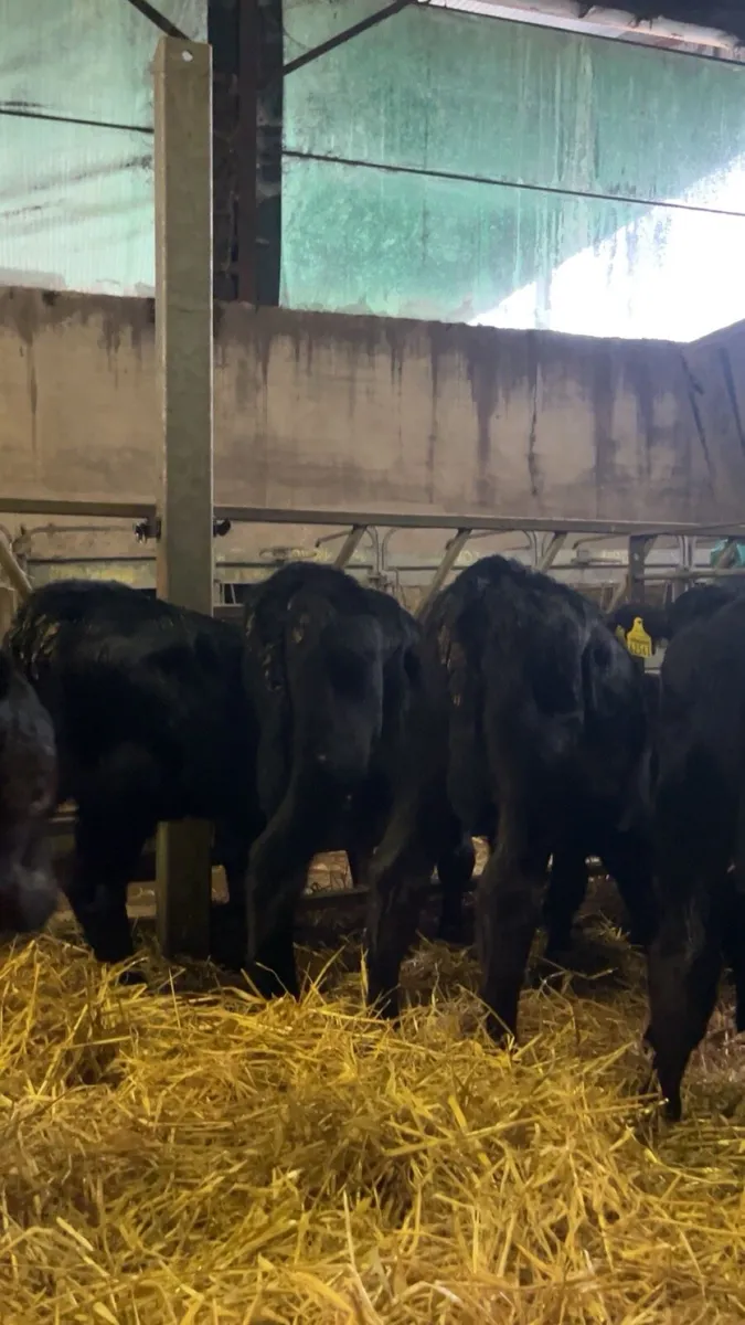 Angus calves males/females - Image 4