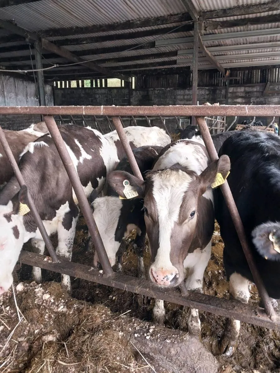 Yearling heifers - Image 2
