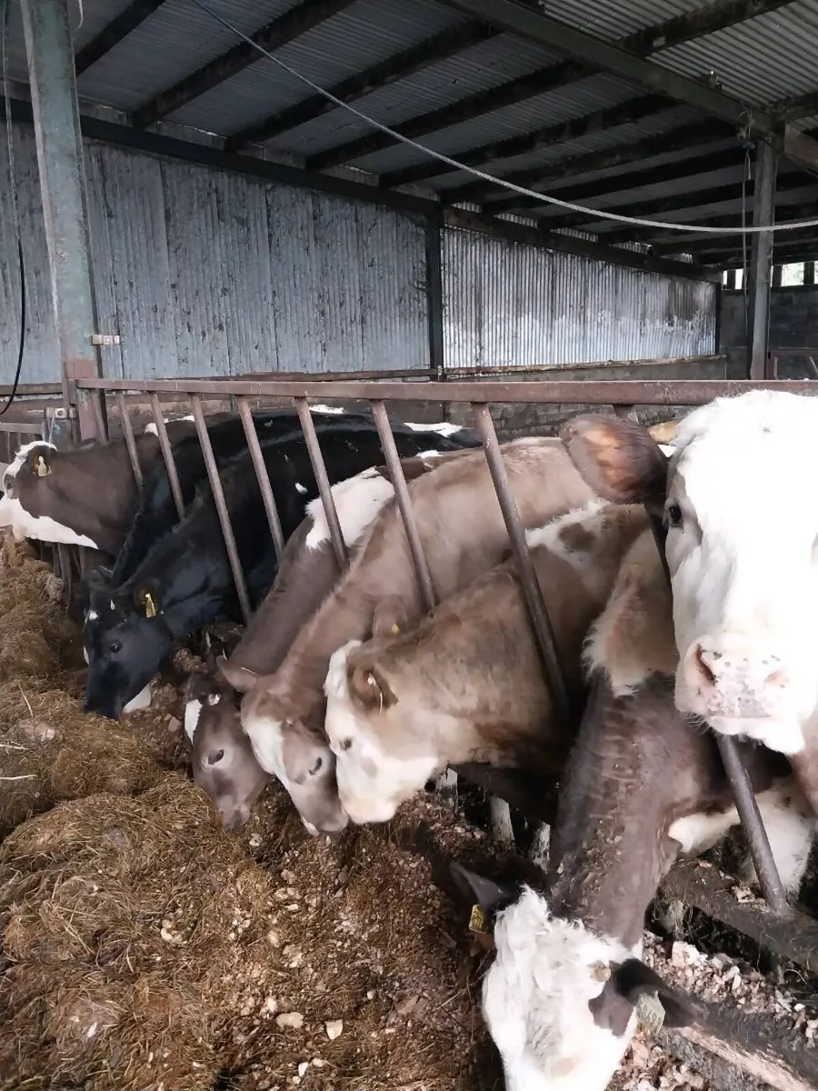 Yearling heifers - Image 3