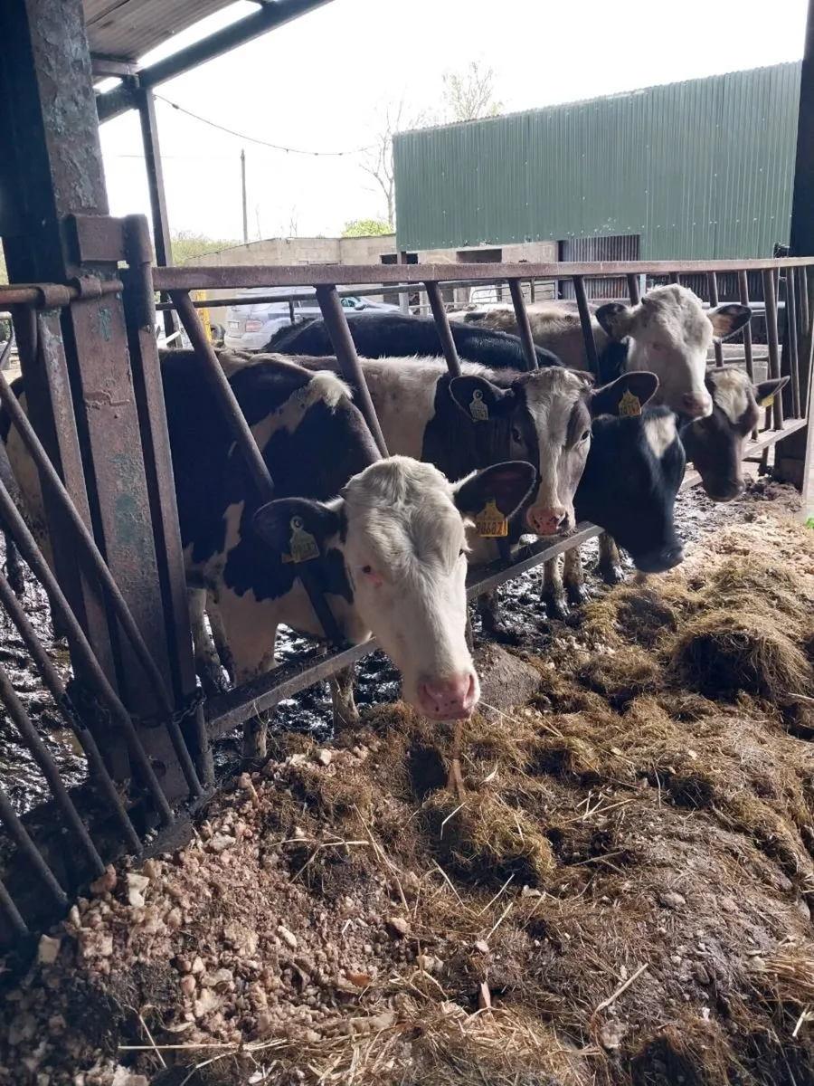 Yearling heifers - Image 4